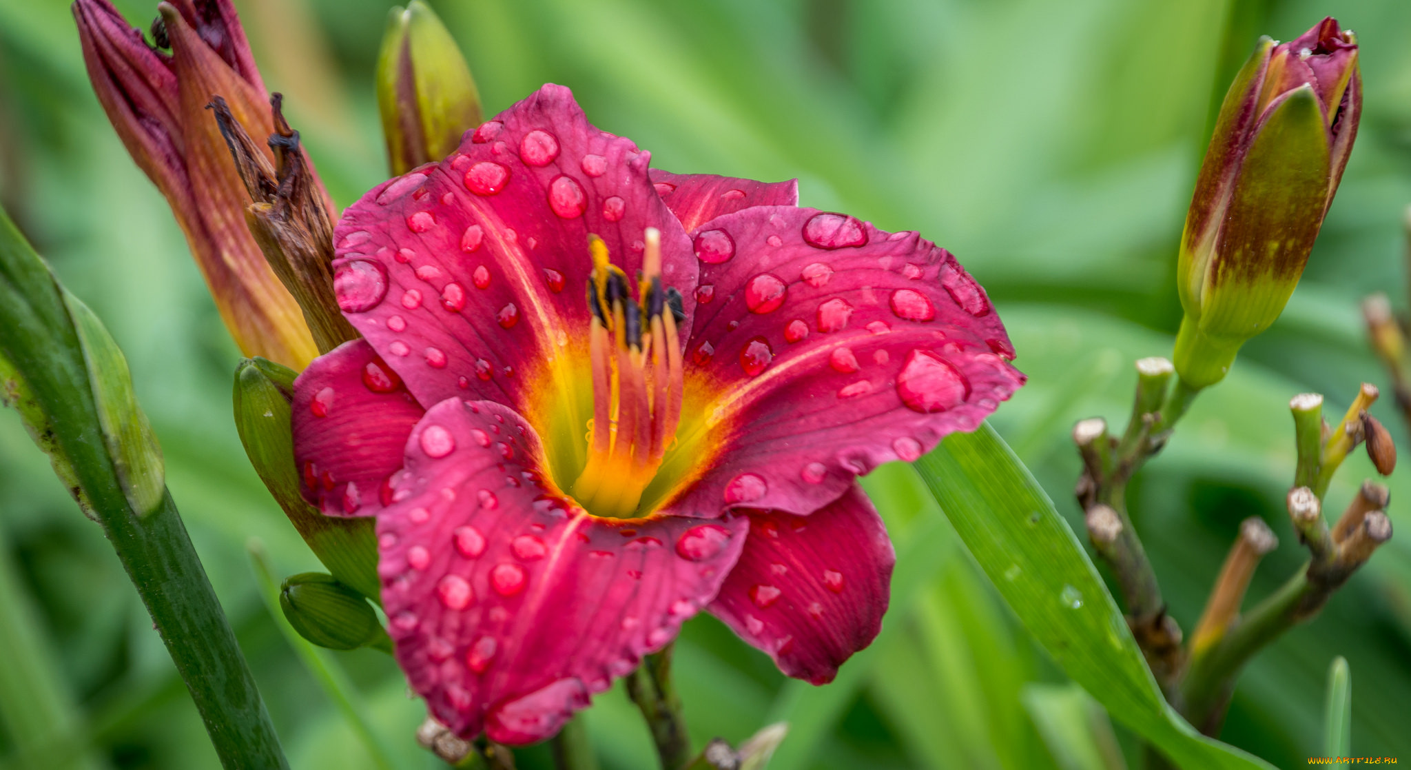 , ,  , petals, bloom, lily, , 
